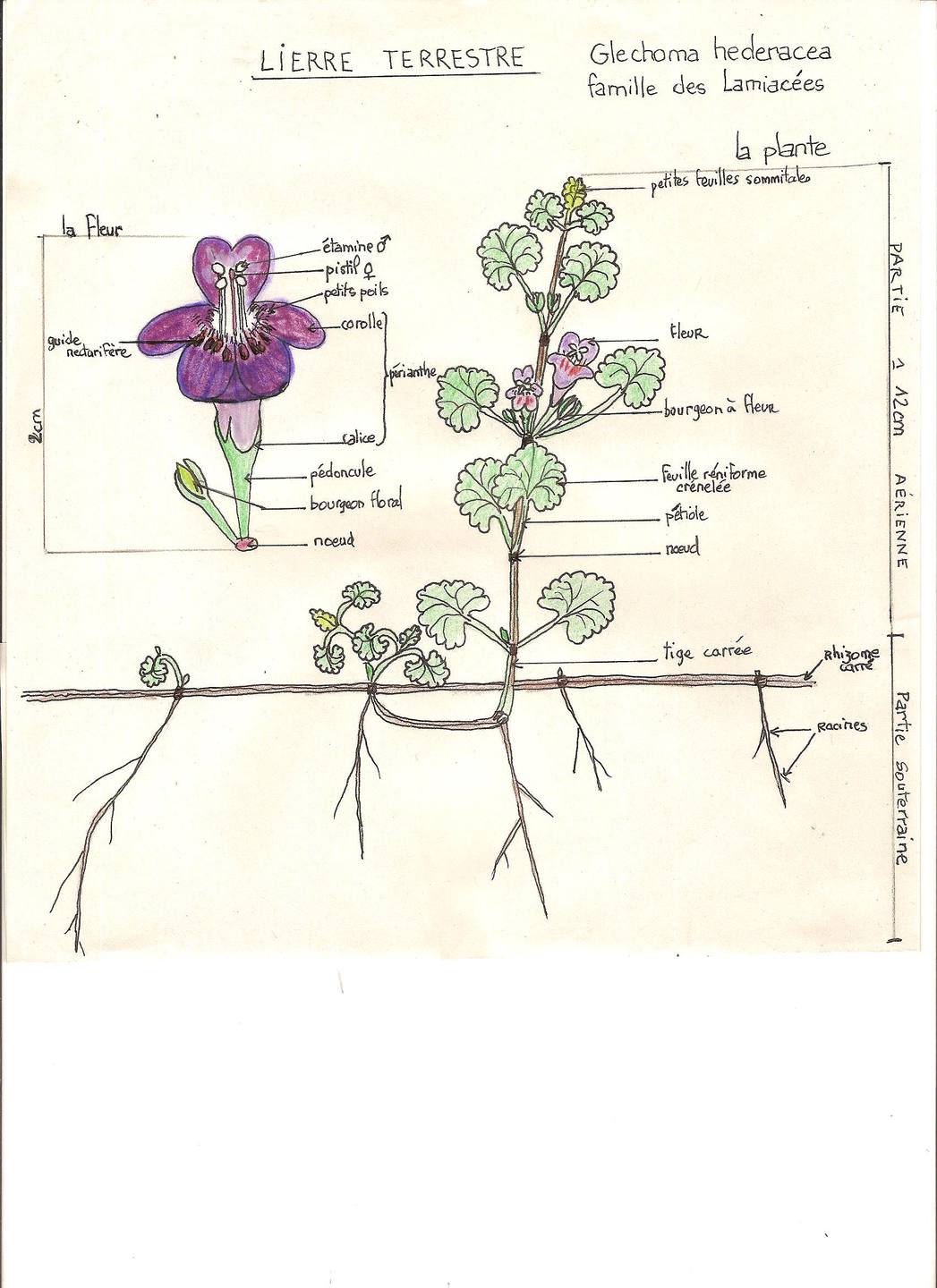 Annexe lierre terrestre, glechoma hederacea, famille des lamiacées.jpg