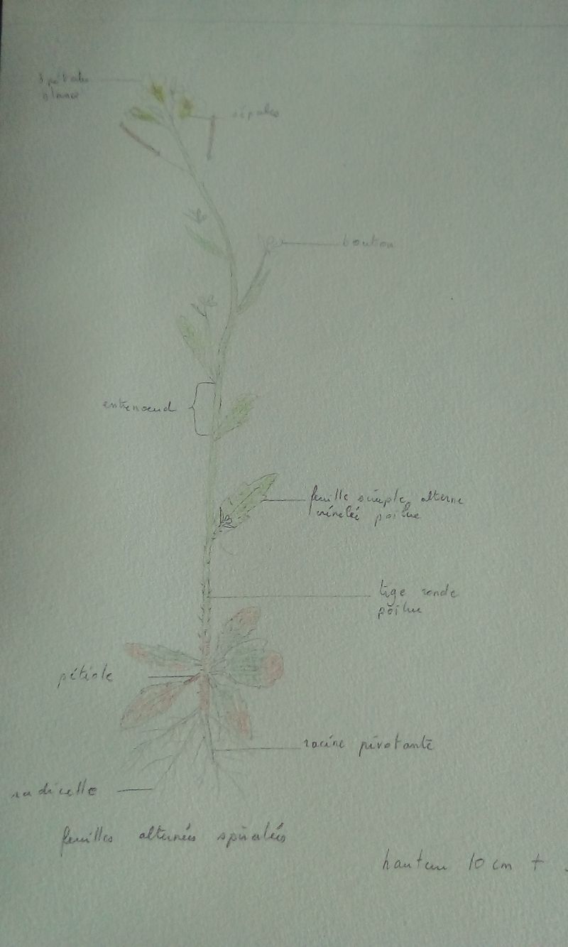 Annexe MOOC Dessin Arabette de Thalius.jpg