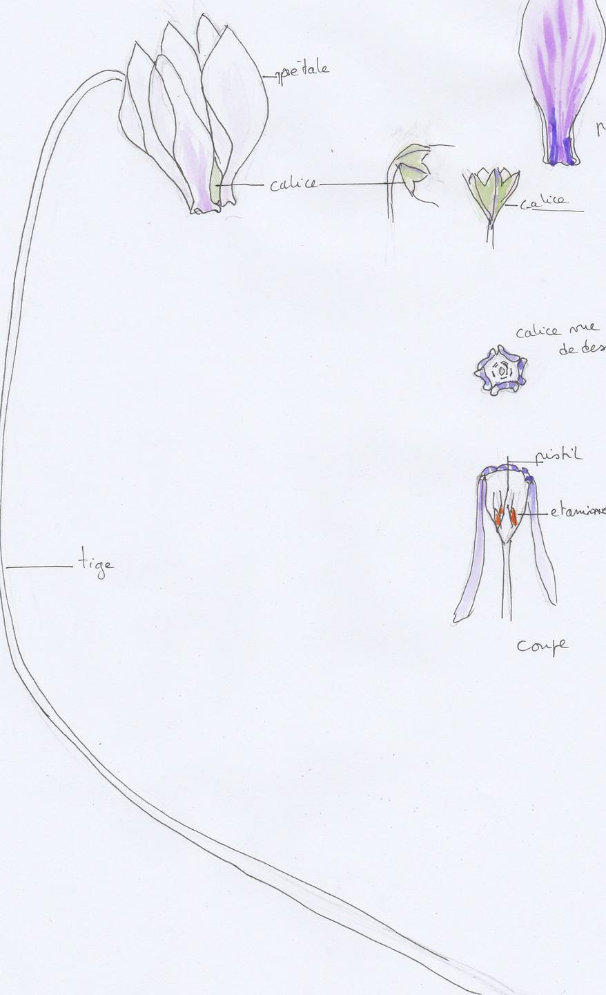 Annexe IMG_cyclamen_0001.jpg