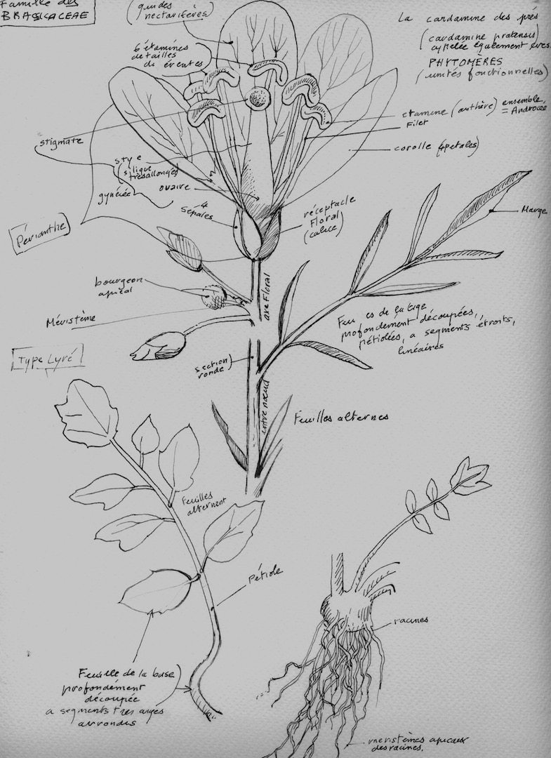 Annexe la cardamine.jpeg