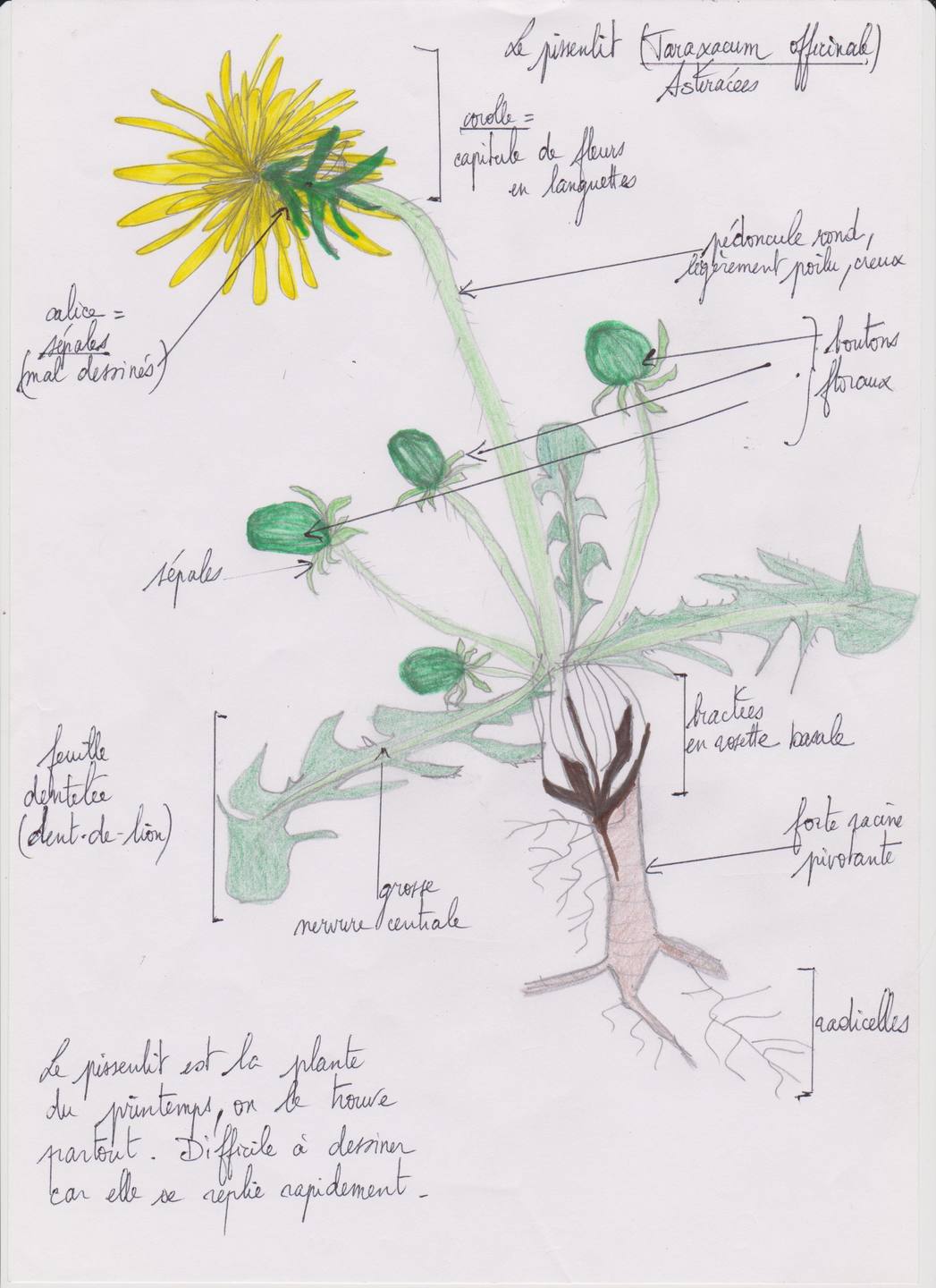 Annexe Pissenlit, talus de route (58) 001.jpg
