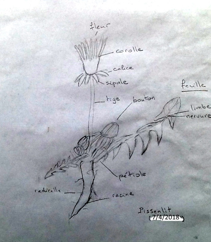 Annexe pissenlit.JPG