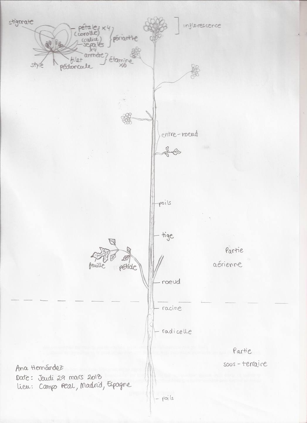Annexe Plante Inconnu.jpg