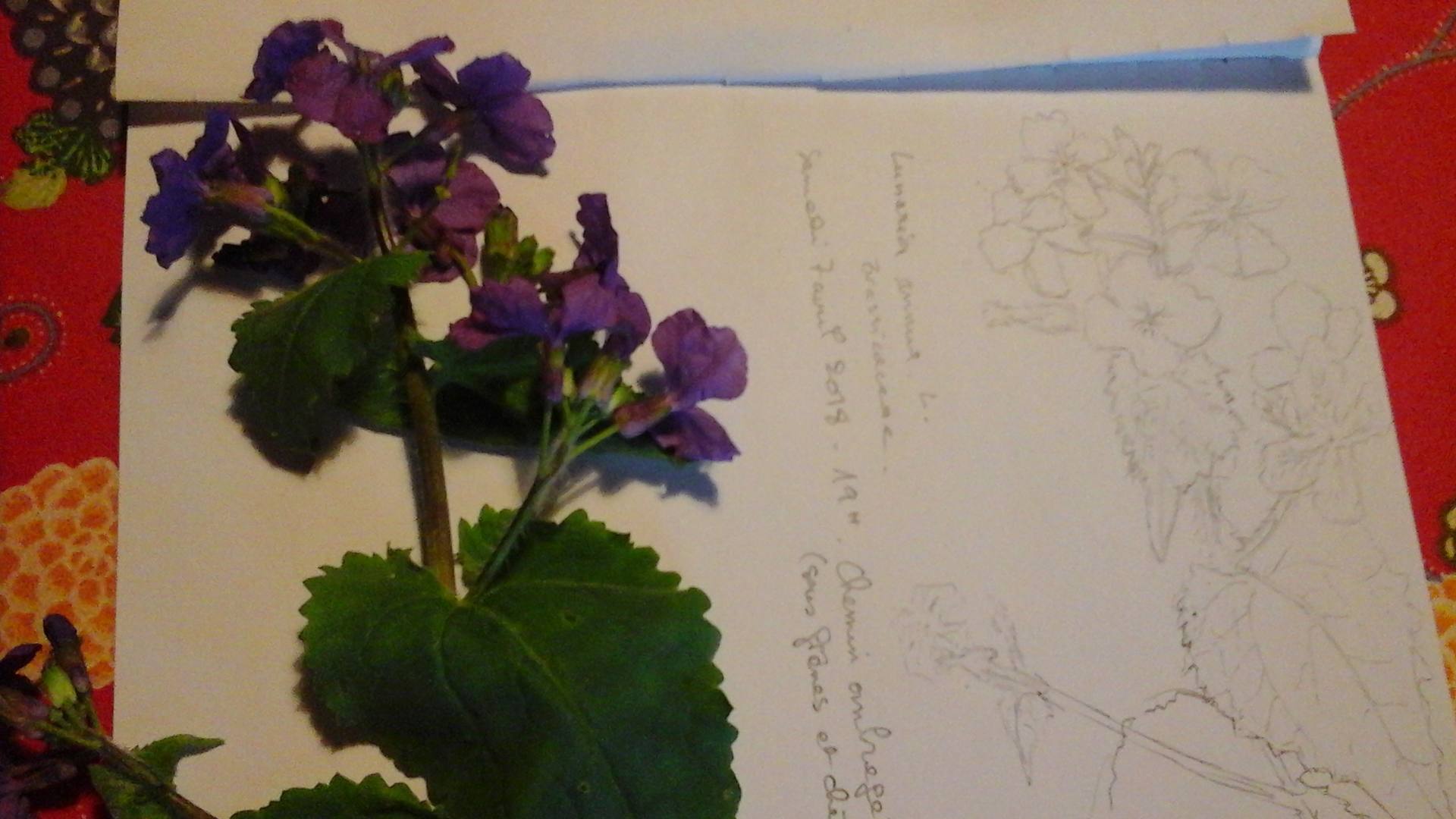 Annexe Dessin Lunaria annua L..jpg