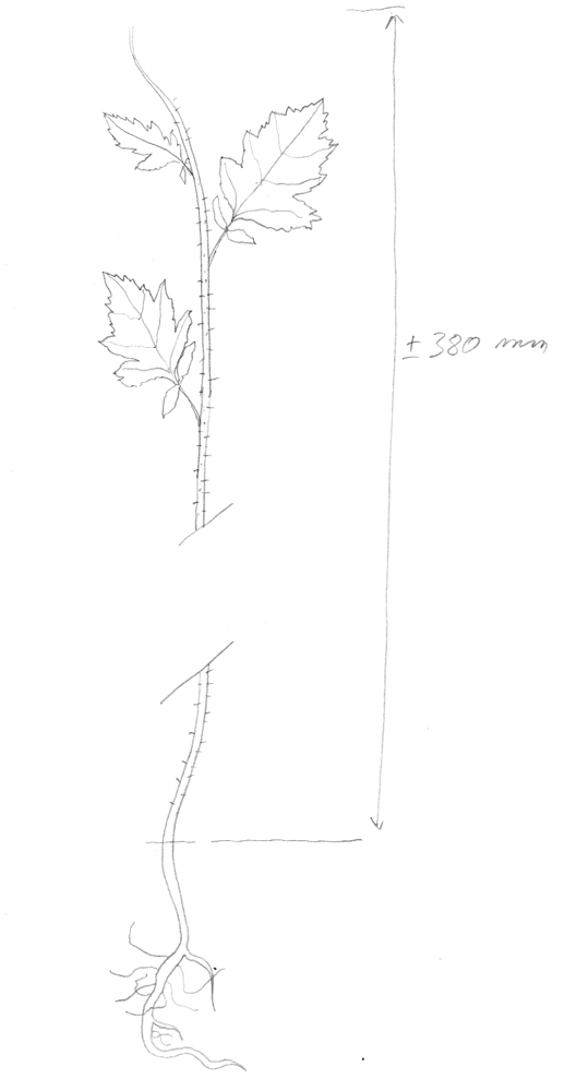 Annexe Sinapis arvensis.jpg