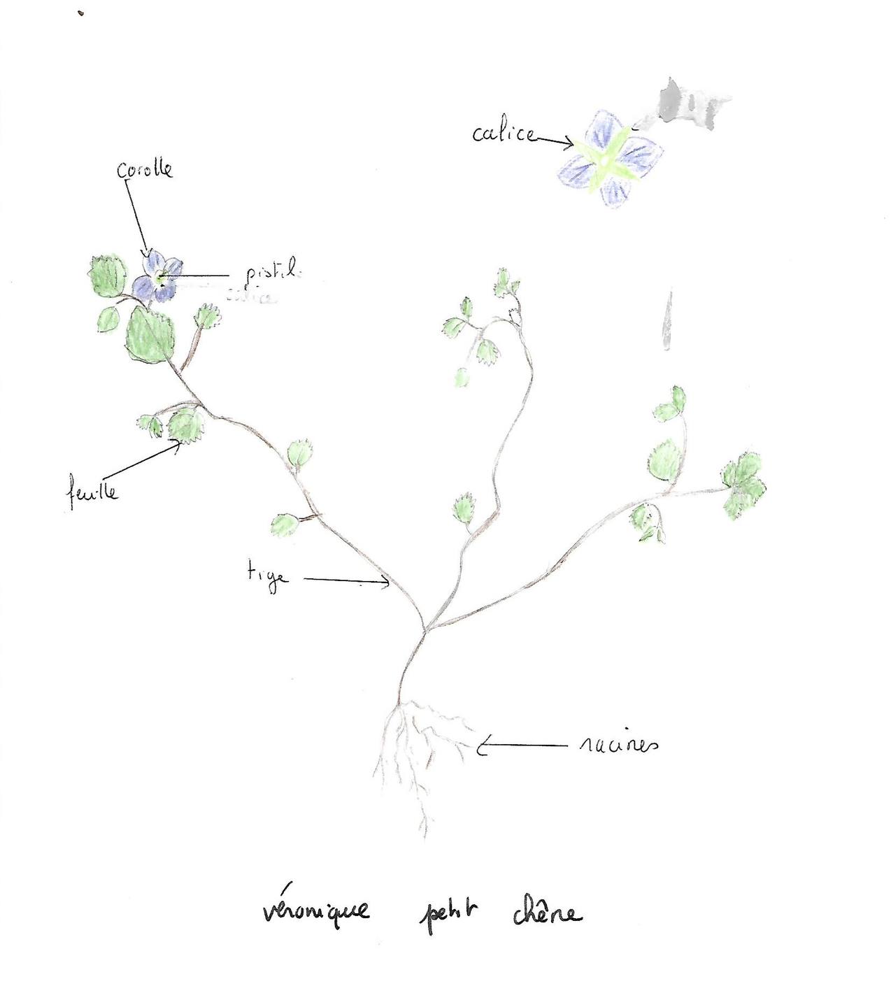 Annexe véronique petit chêne dessin.jpg