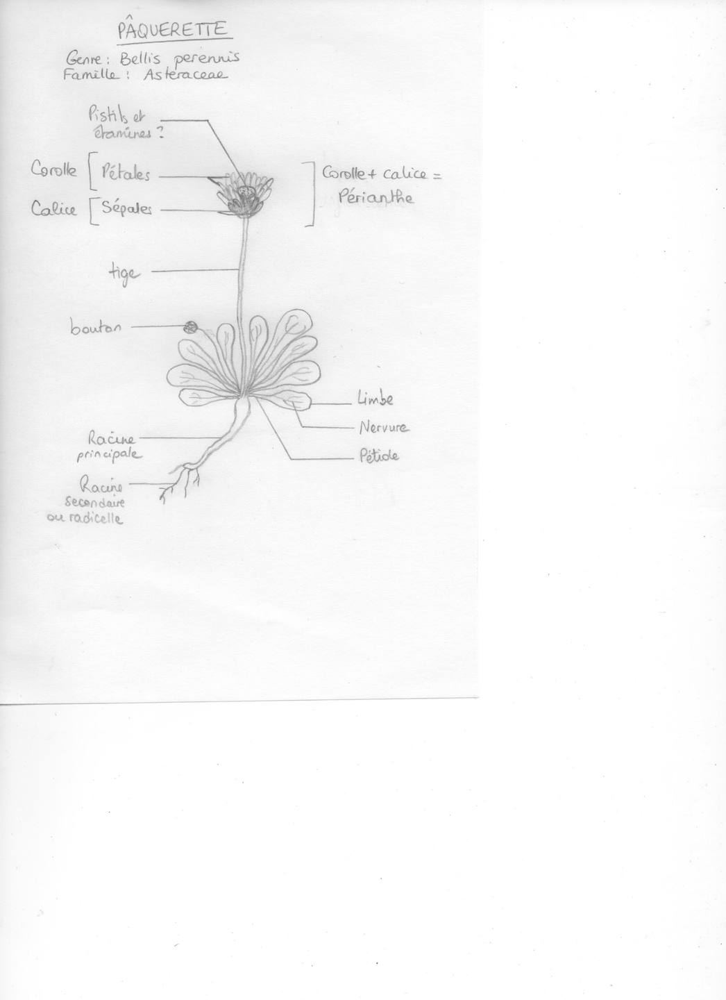 Annexe Pâquerette - Bellis Perennis.jpg