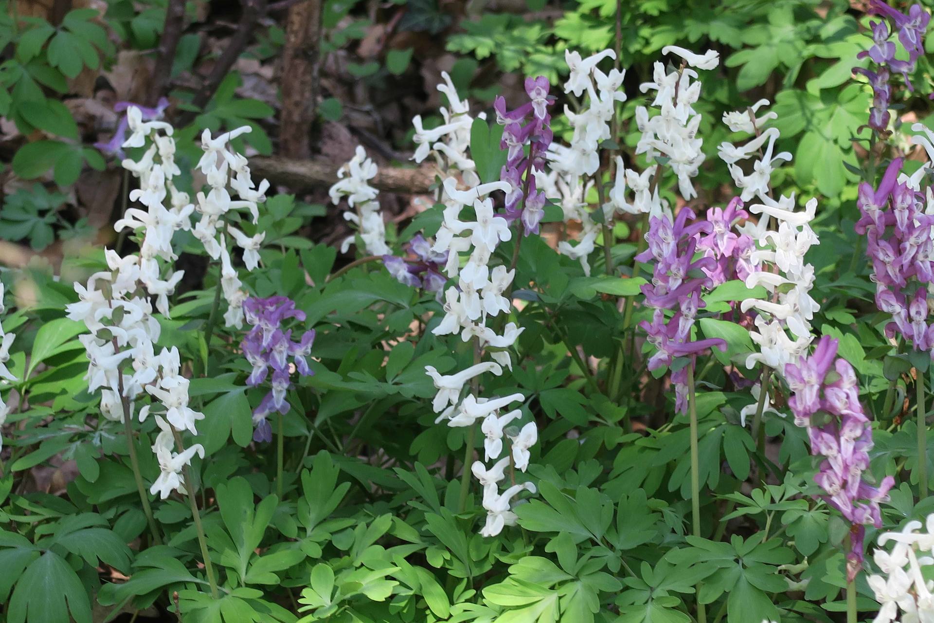 Annexe Corydalis cava.jpg