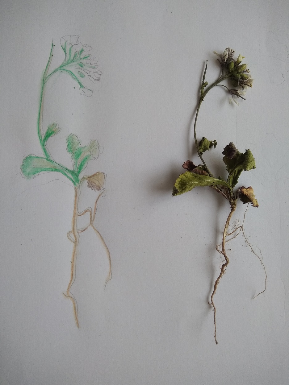 Annexe fausse roquette.jpg