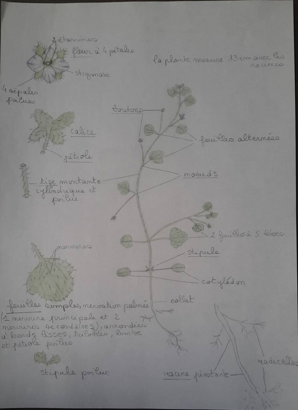 Annexe 20180408_075604[1].jpg