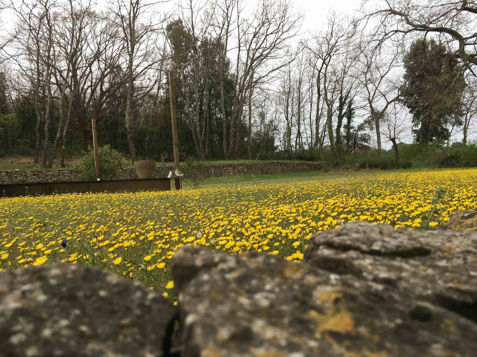 Annexe champ de crépis.jpg