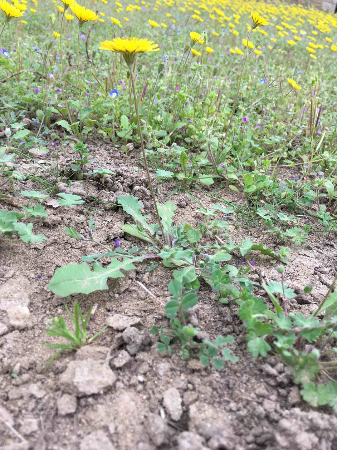 Annexe crépis (1).jpg