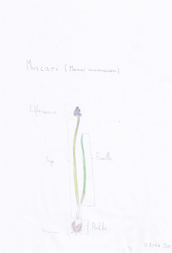 Annexe Muscari-botanique.jpg