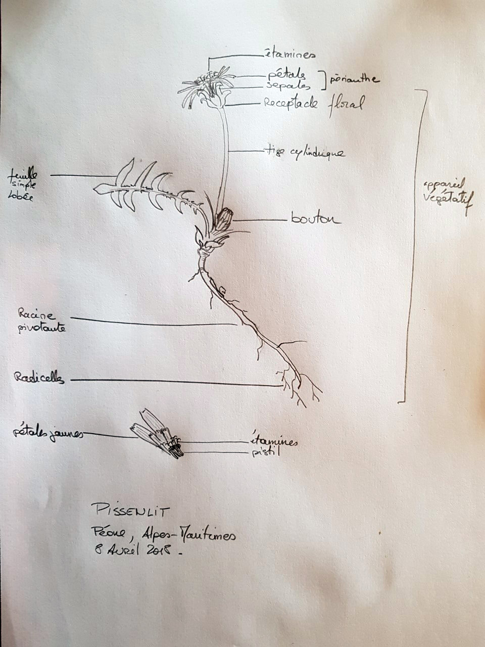 Annexe pissenlit.jpg