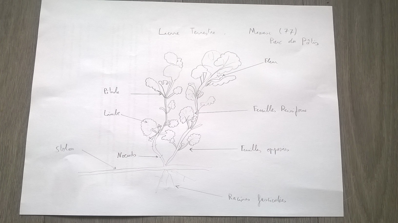 Annexe dessin_lierre_terrestre_final.jpg