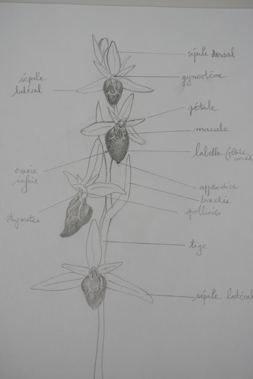 Annexe IMG_1666 (Copier).JPG