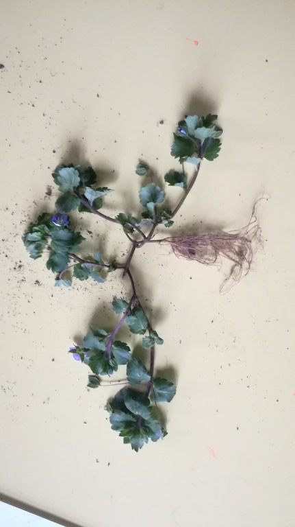 Annexe IMG_20180407_163740.jpg