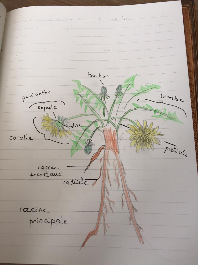 Annexe pissenlit dessin.jpg