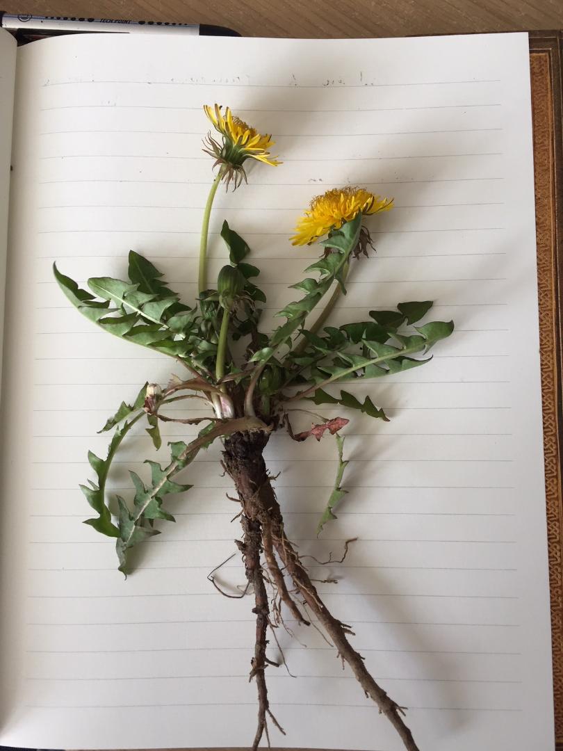 Annexe pissenlit.jpg