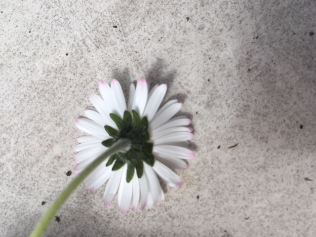 Annexe Pâquerette_vue_du_dessous.jpg