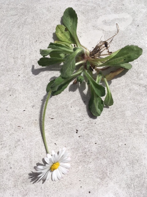 Annexe Pâquerette_vue_globale.jpg