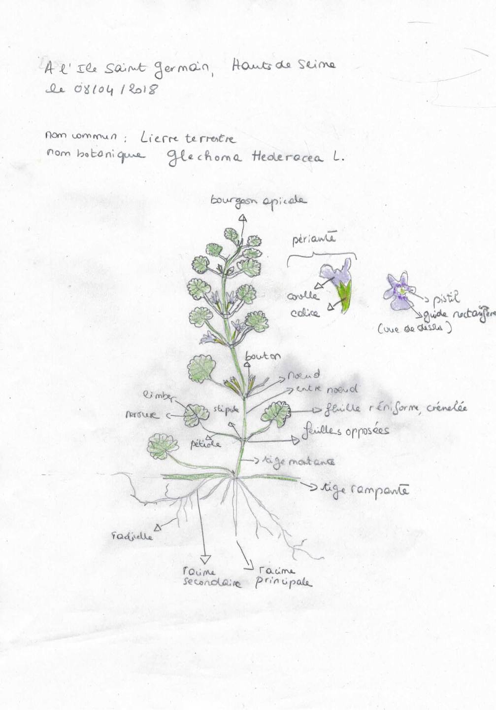 Annexe Lierre terrestre_dessin.JPG