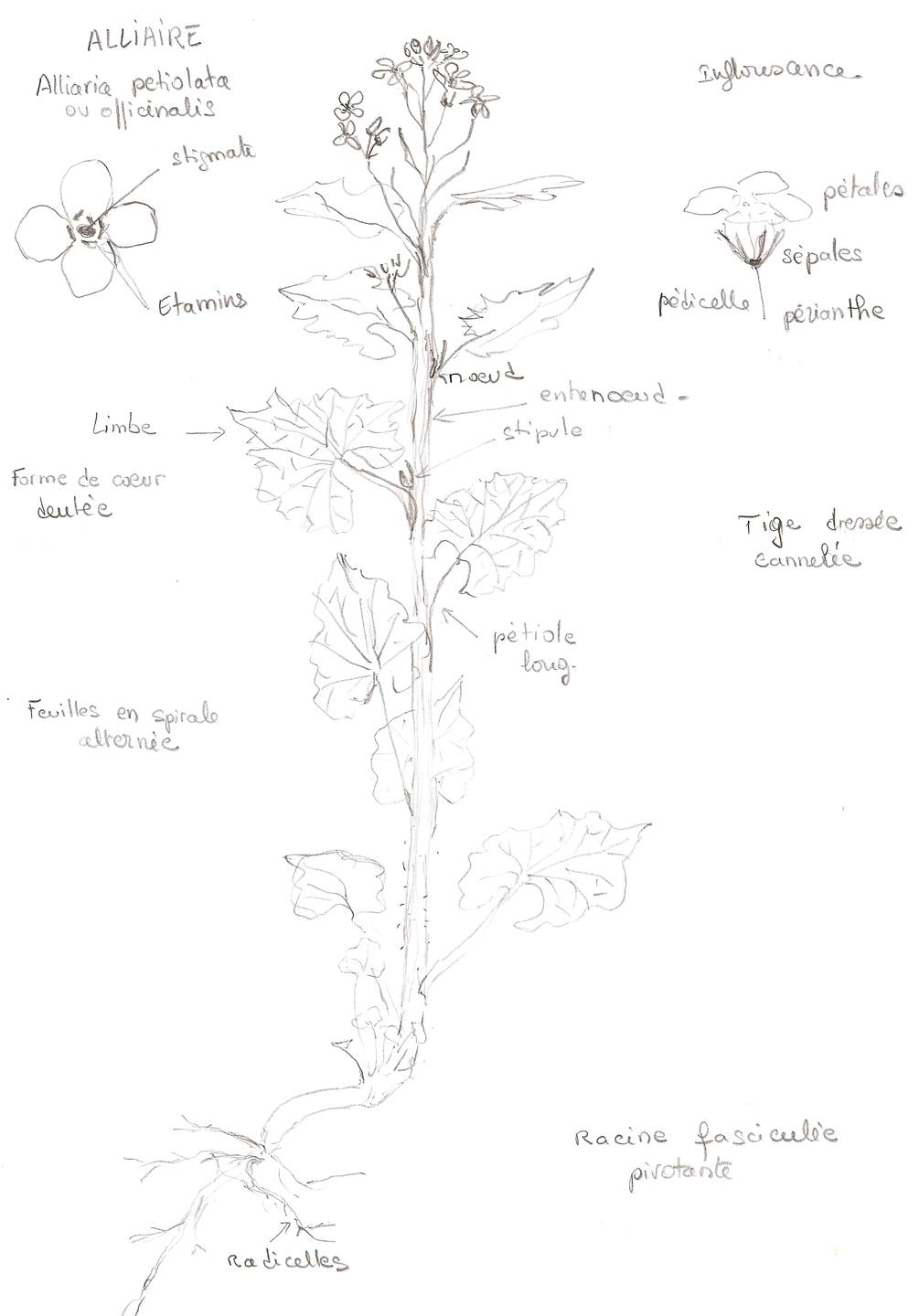 Annexe dessin séquence 2 mooc botanique.jpg
