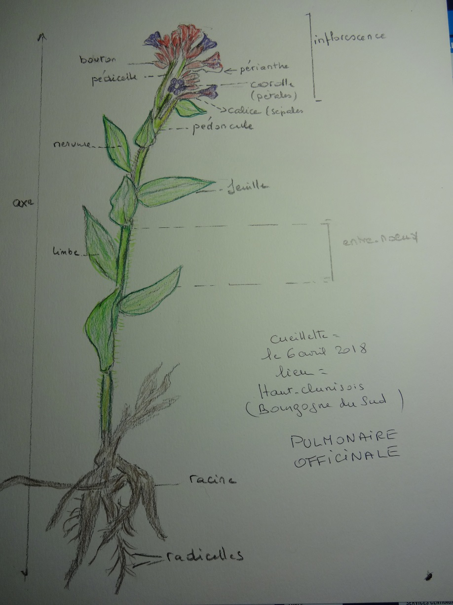 Annexe pulmonaire dessin.jpg