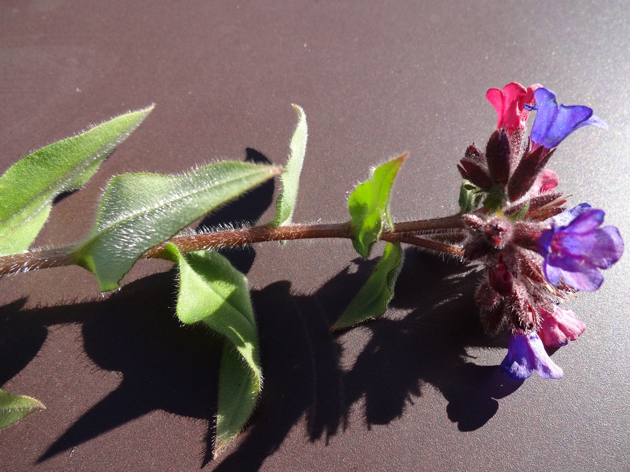 Annexe pulmonaire photo.jpg