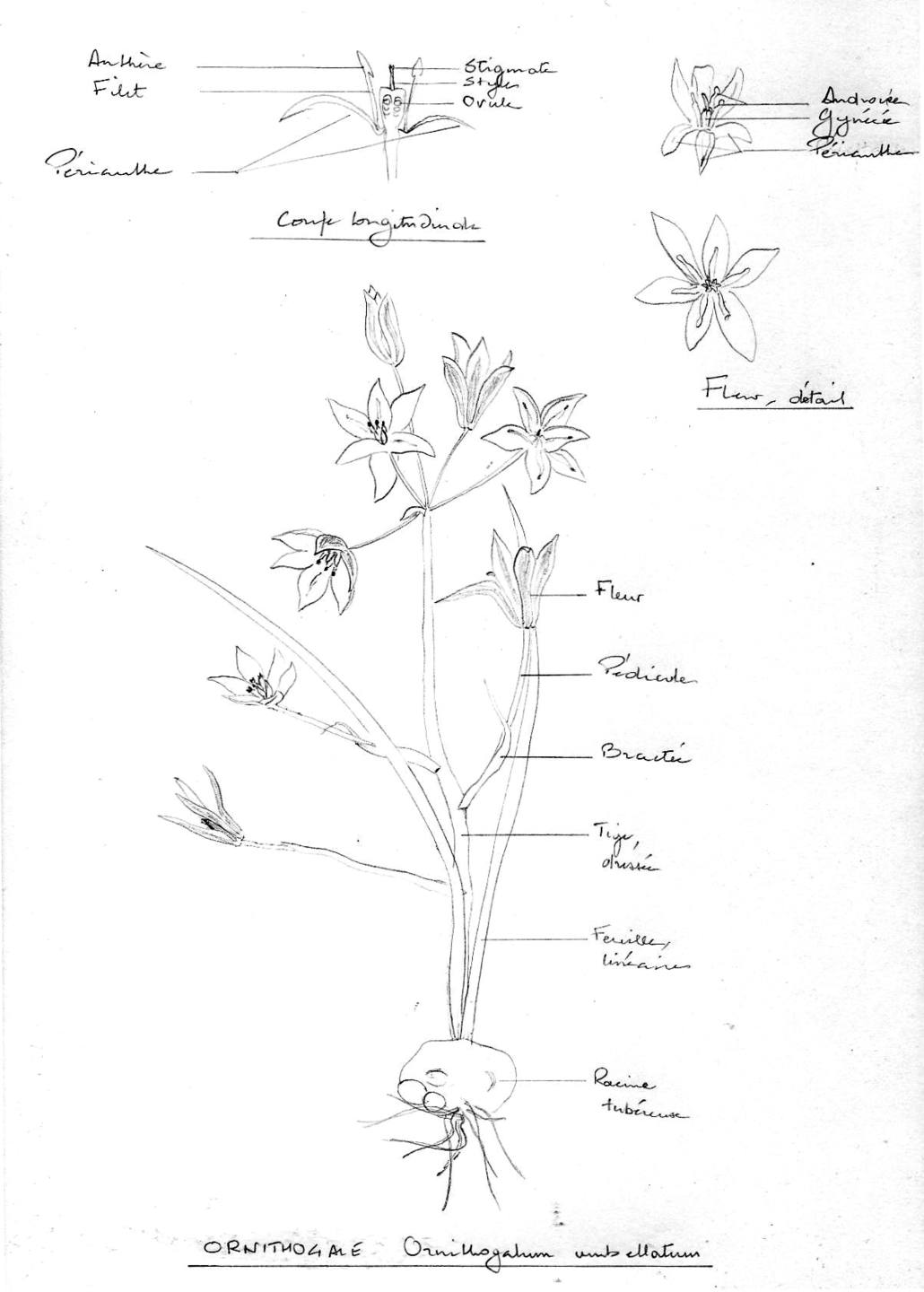 Annexe ornithogale dessin003.jpg
