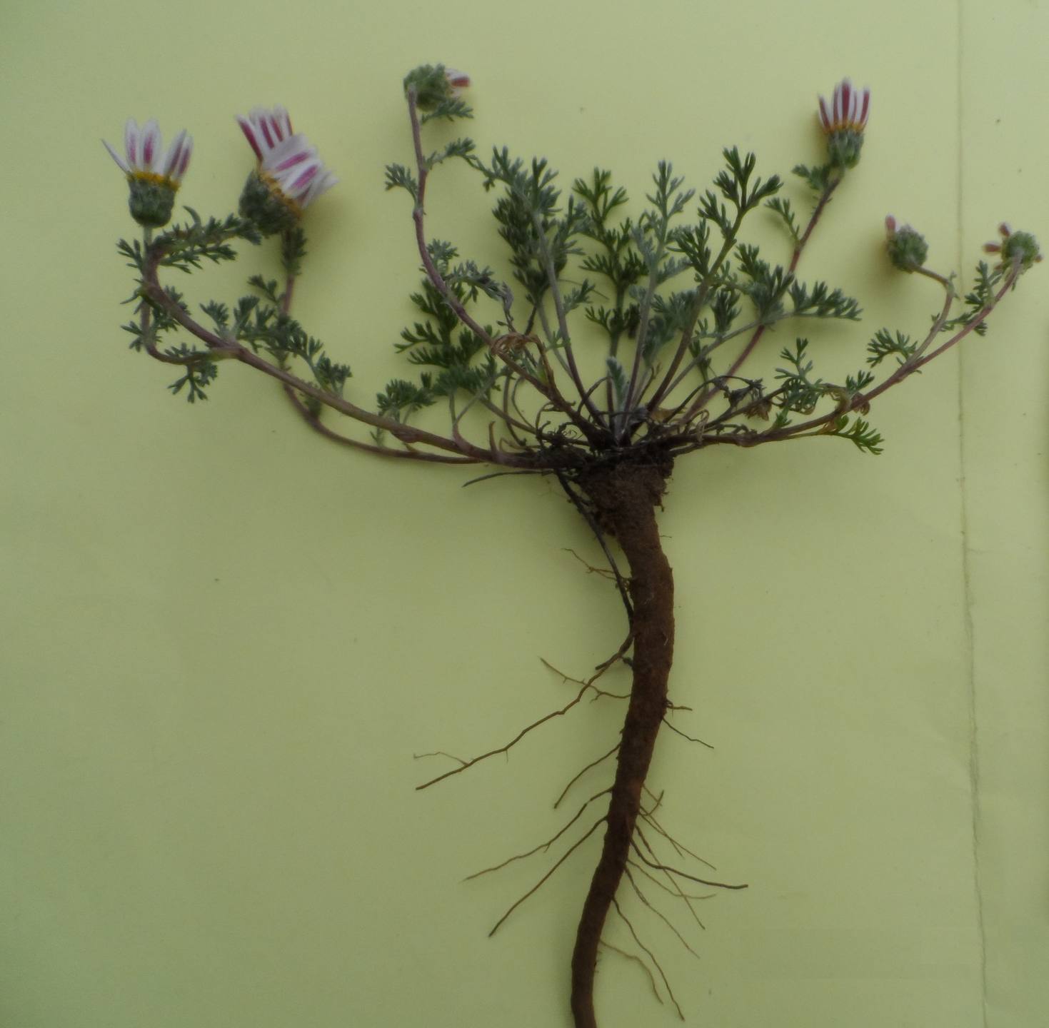 Annexe Anacyclus pyrethrum.jpg