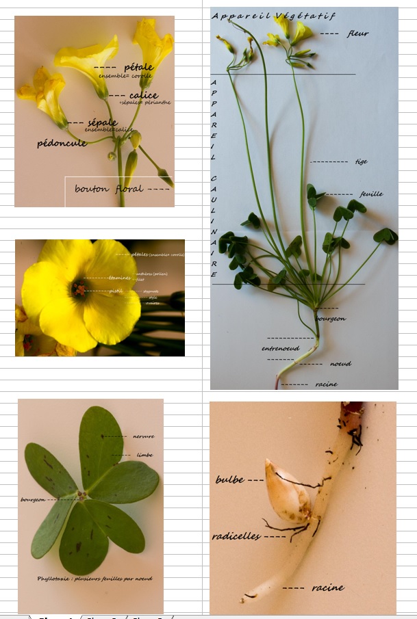 Annexe Les copines jaunes.jpg