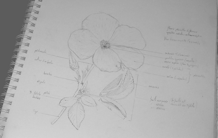 Annexe Romneya coulteri mooc.jpg