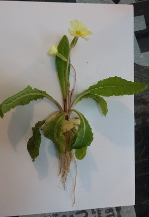 Annexe 20180408_185531.jpg