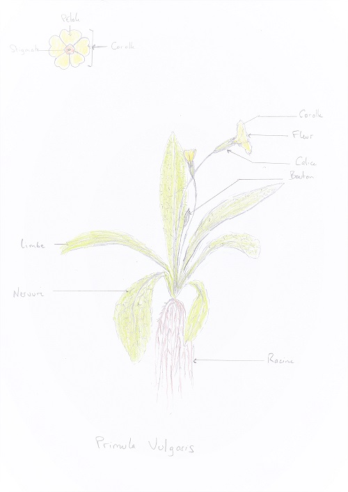 Annexe Primula Vulgaris_20180408_0001.jpg