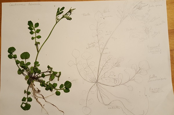 Annexe cardamine dessin.jpg