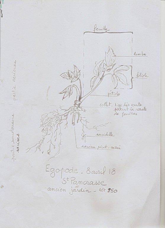 Annexe VéroF-Egopode.jpg