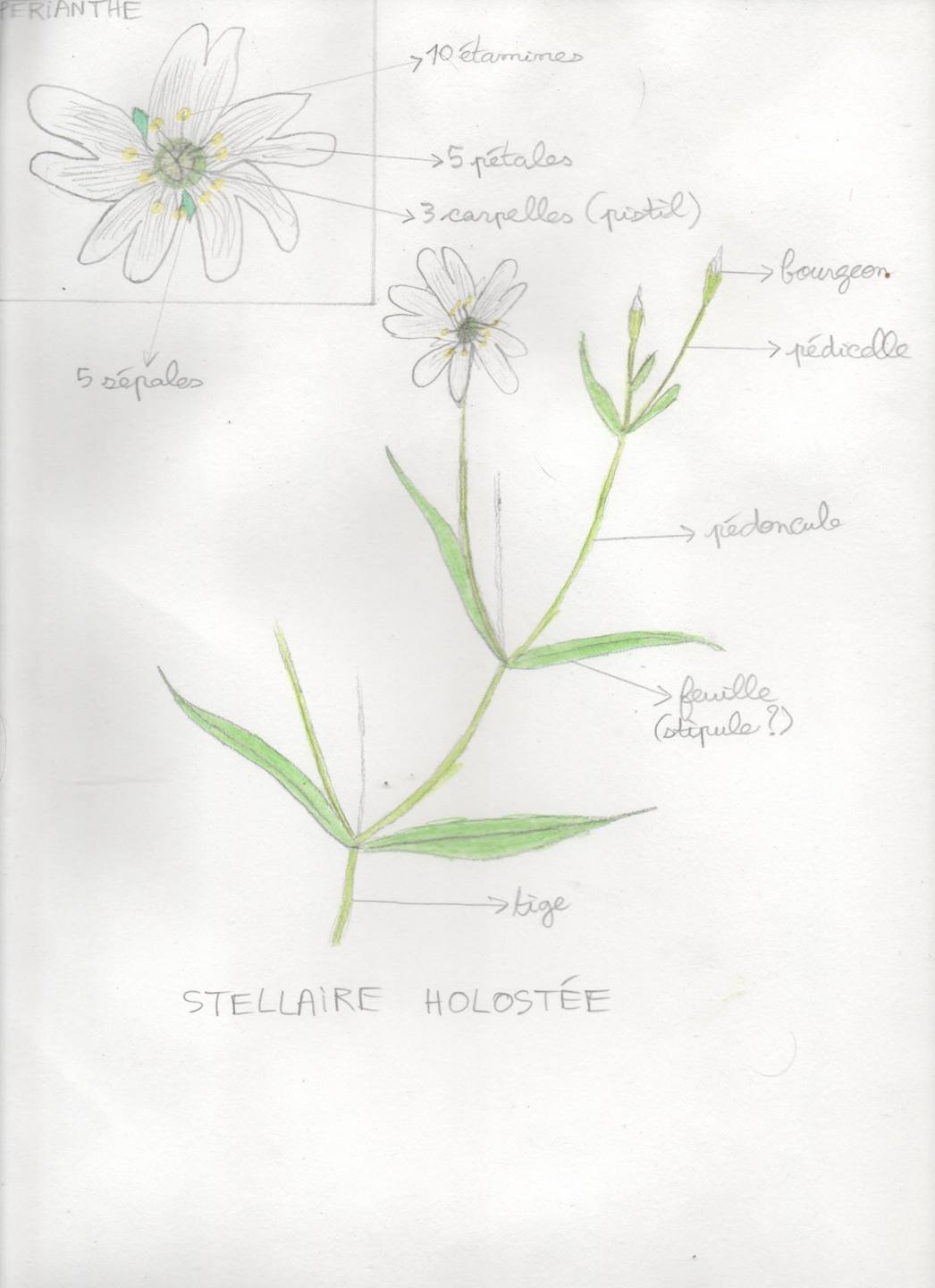 Annexe stellaire holostée shéma.jpg