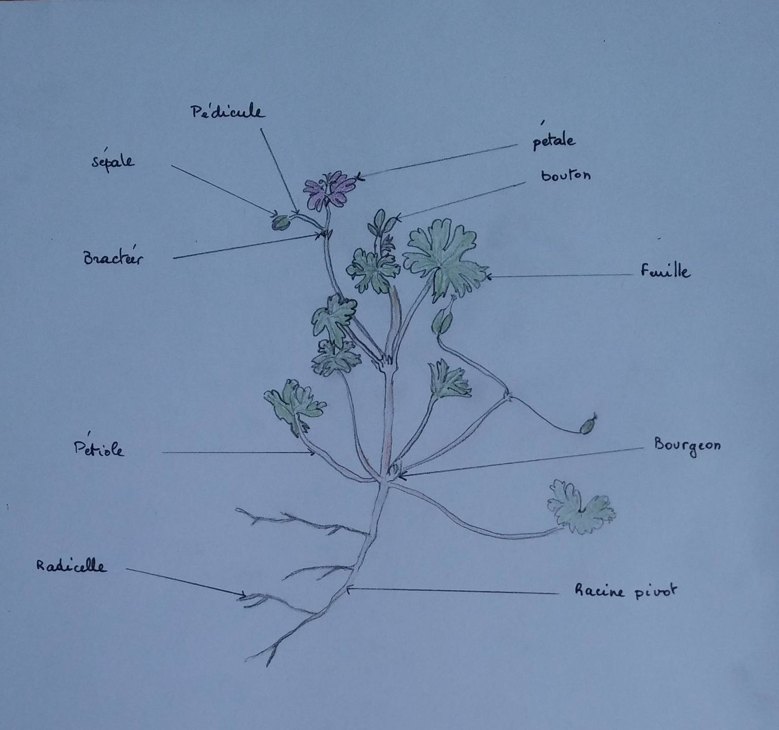 Annexe Géraniacée.jpg