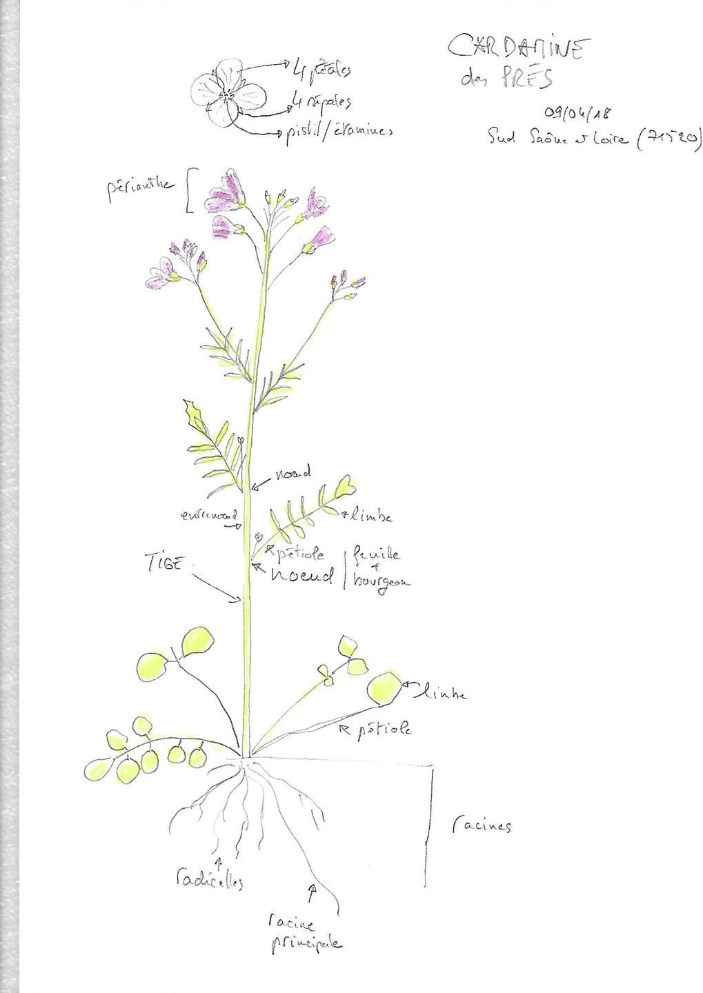 Annexe cardamine.jpg