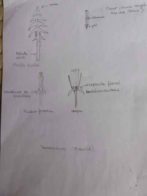 Annexe taraxacum 2.JPG