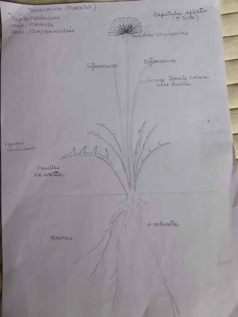 Annexe taraxacum.JPG