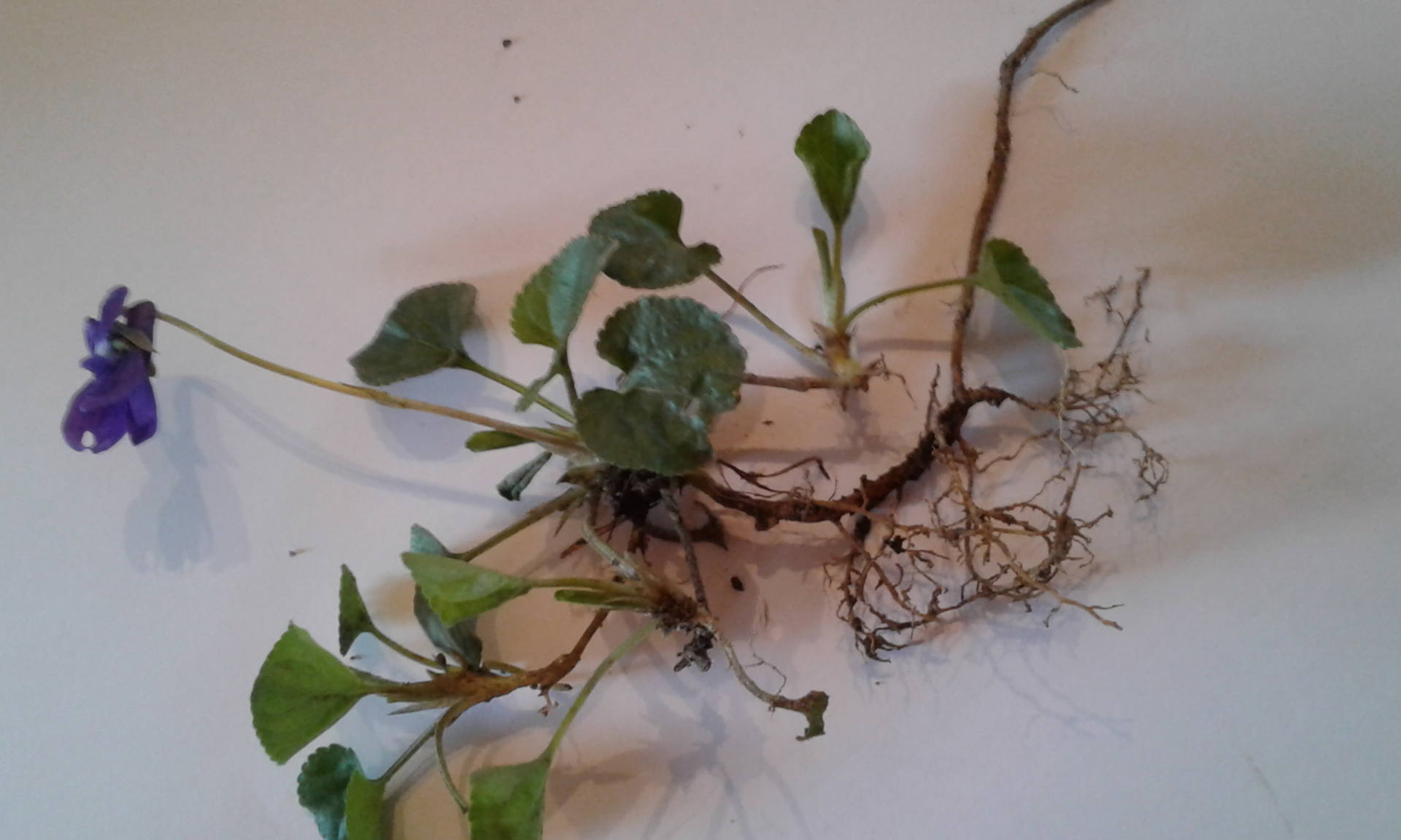 Annexe 20180403_195734.jpg