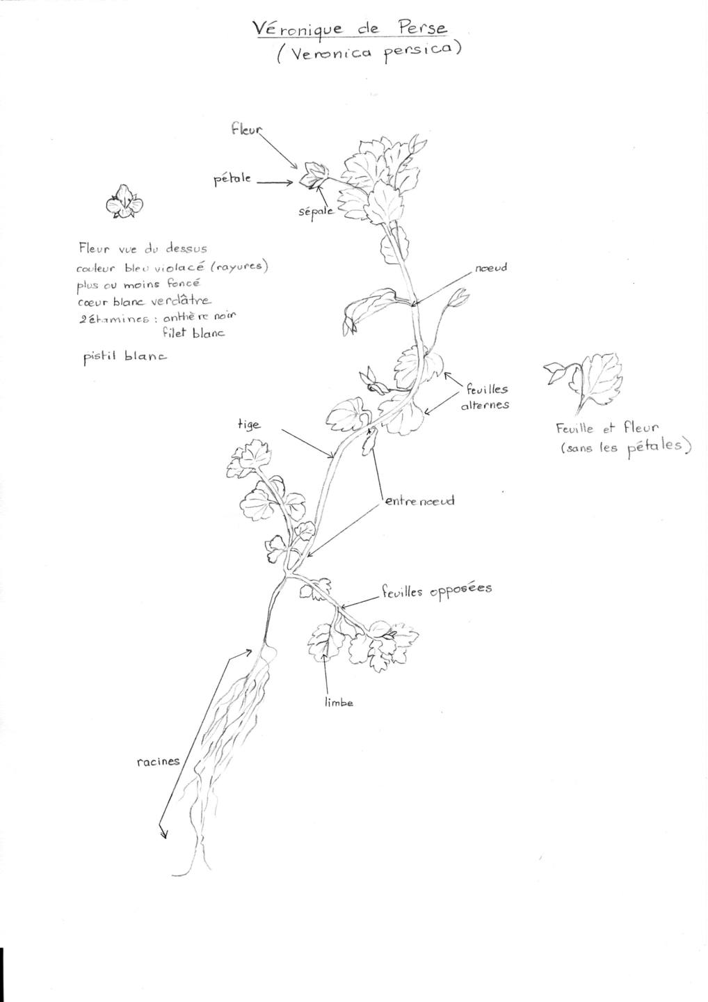 Annexe Véronique.jpg
