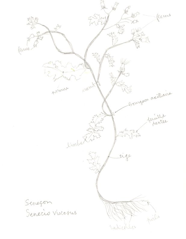 Annexe seneçon.jpeg