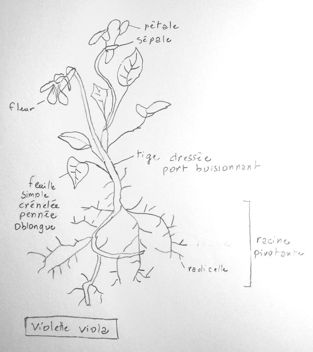 Annexe Violette viola.jpg