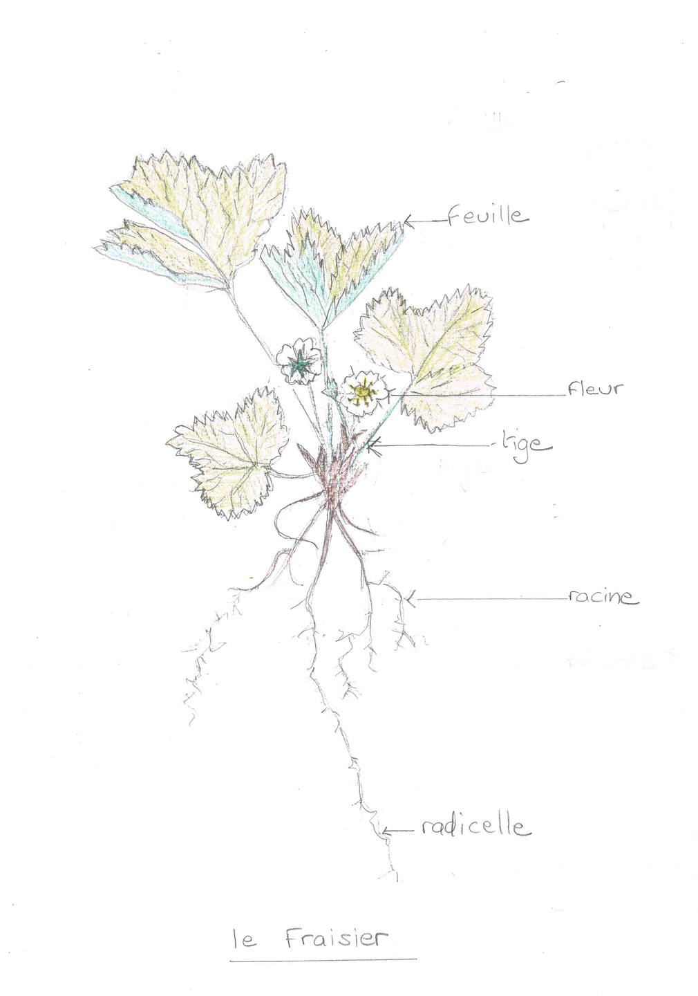 Annexe le fraisier.jpg