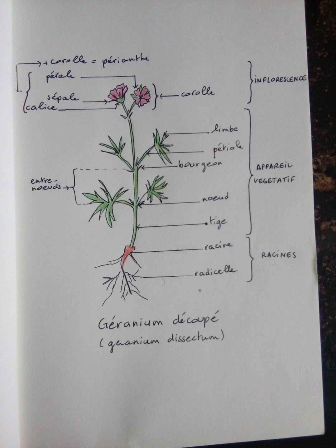 Annexe IMG_20180409_184451.jpg