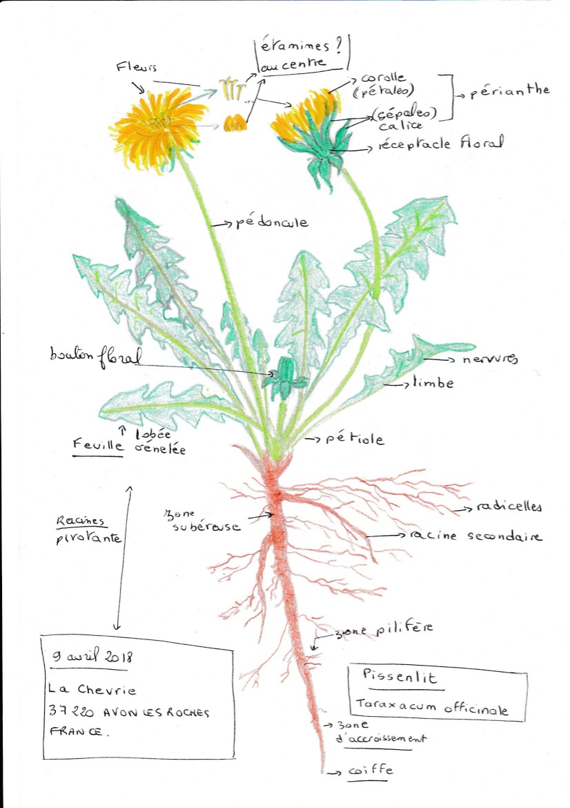 Annexe pissenlit.jpg