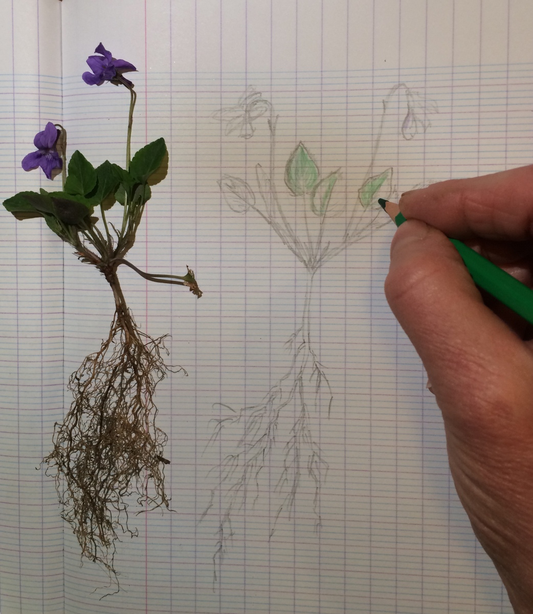 Annexe IMG_E2272.JPG